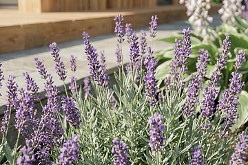 Maison 68 m² en bois kit RE2020 avec permis de construire MIREVAL V11_A1